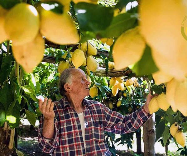 Amalfi Lemon Tour con il Distretto Turistico Costa d'Amalfi