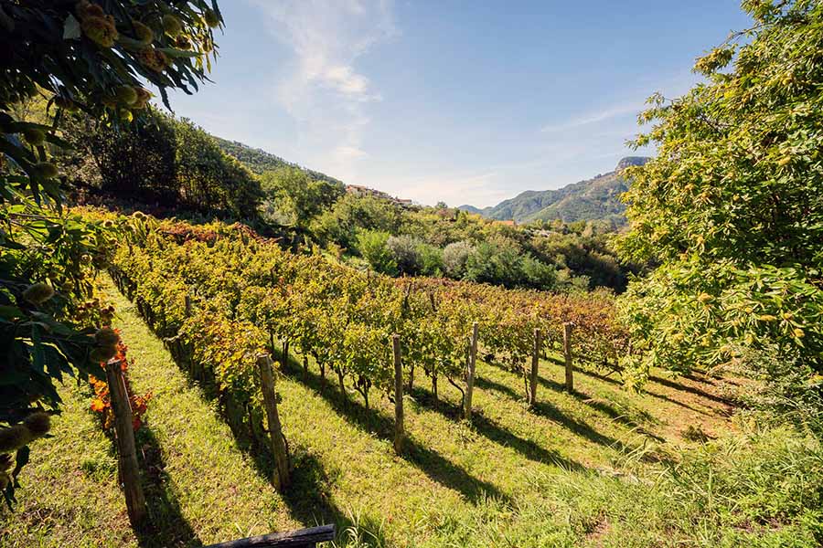 Tramonti vineyards | Sasha Guadagno | Forum Anders Reisen
