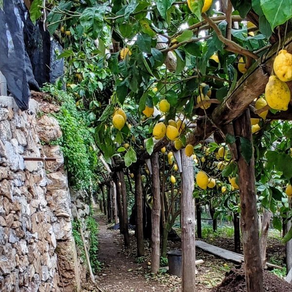 macere nei limoneti. Ph Susy Pepe